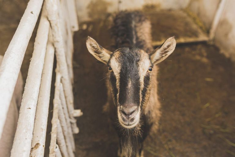 Transwest and the 2018 National Western Stock Show In Denver