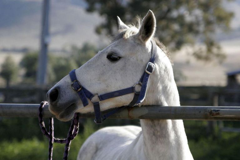 Five Tips for Traveling With Your Horse