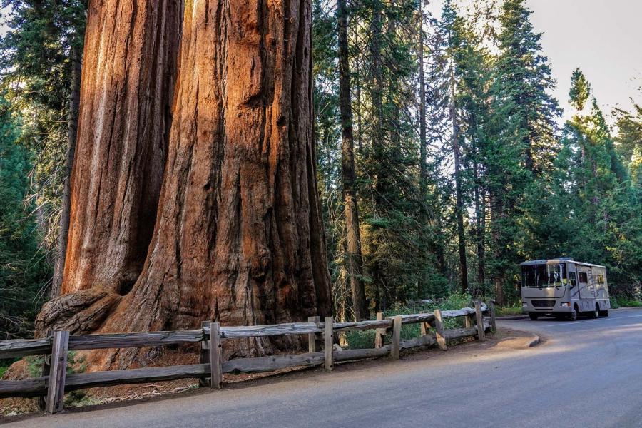 Class A RV parked on the curve of a roadway next to a giant Redwood tree in California