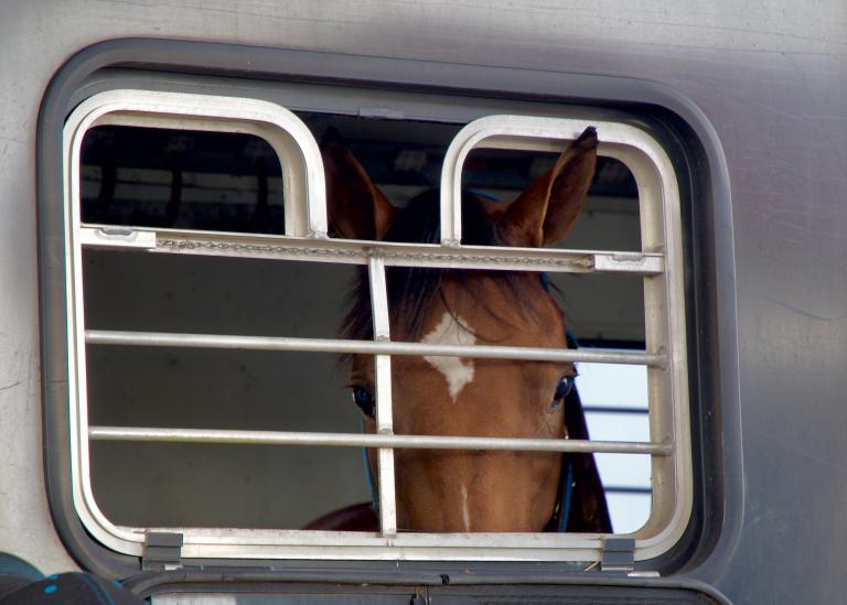 Symptoms, prevention, and treatment for shipping fever in horses