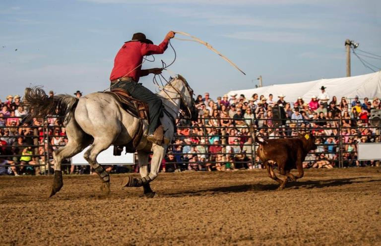 Man riding a horse lassoing a young cow