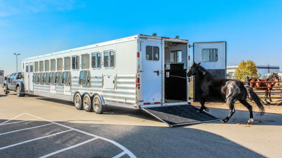 Mustang Maddy - Transwest Truck Trailer RV